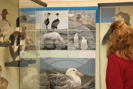 Варна - „С полета на птиците по пътя към Антарктида“ - фотоизложба