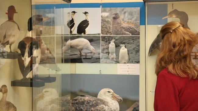 Учен показва във Варна фотоизложба с птици, документирани по време на 33-тата българска антарктическа експедиция