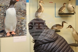 Варна - „С полета на птиците по пътя към Антарктида“ - фотоизложба