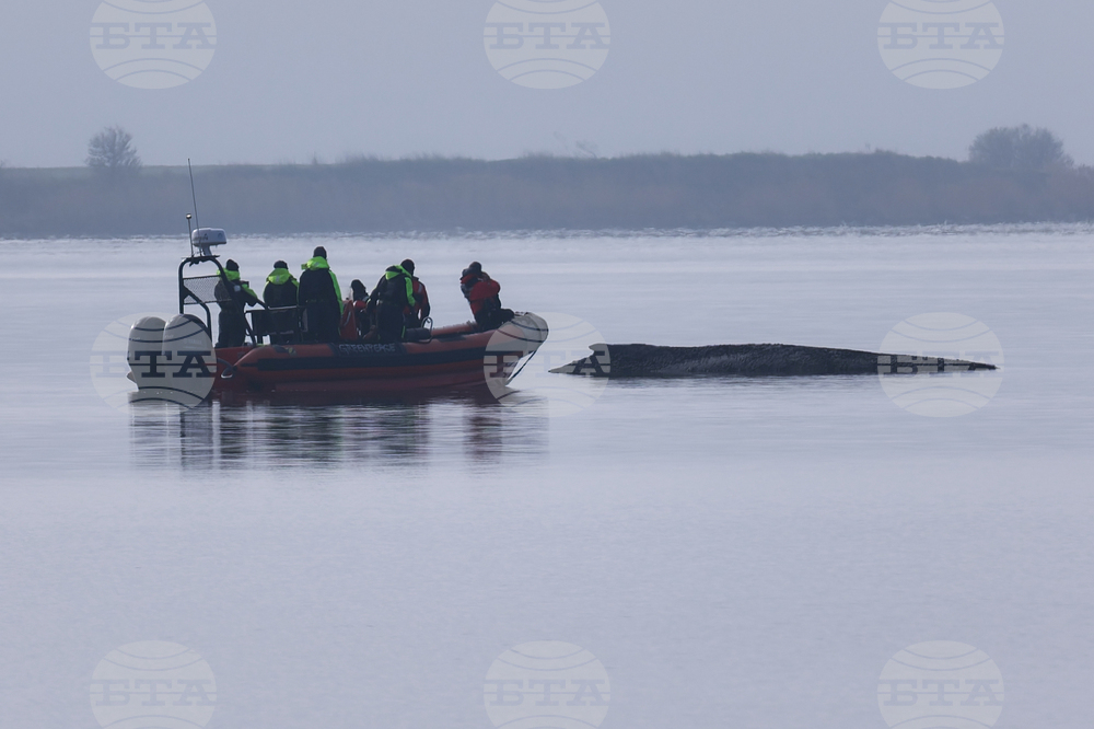 Germany Whale Rescue