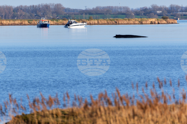 Germany Whale Rescue