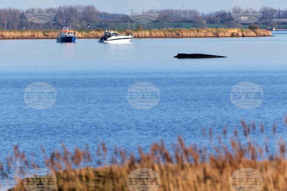 Germany Whale Rescue