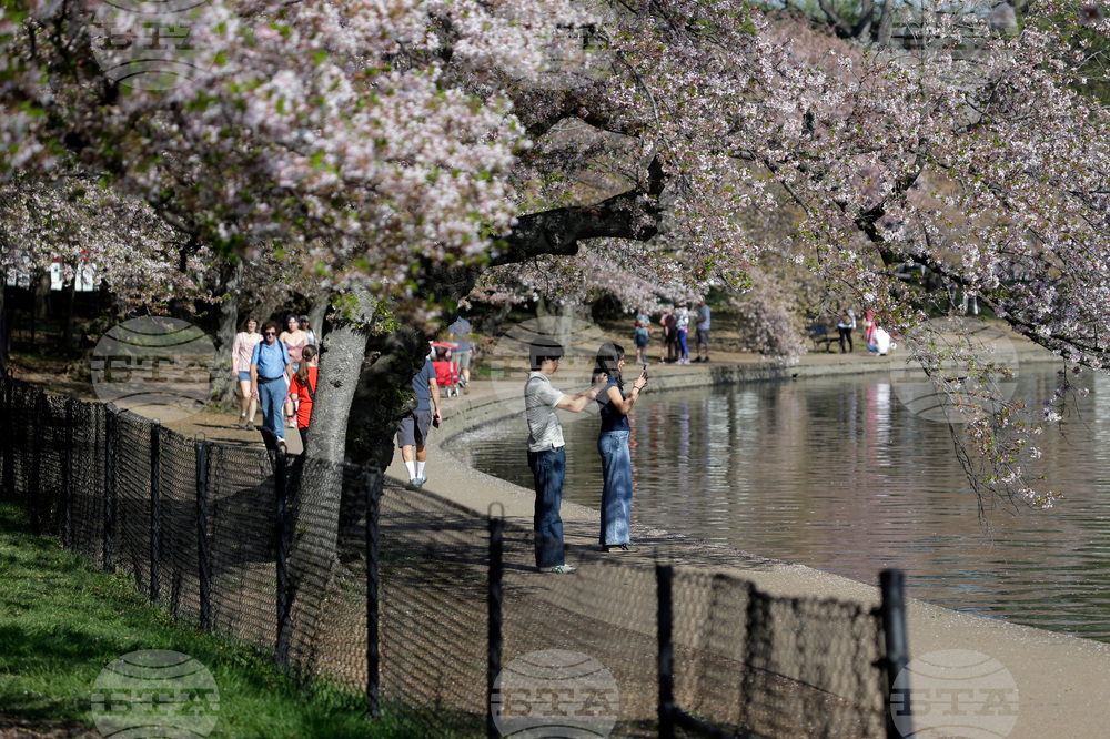 Washington Cherry Blossoms