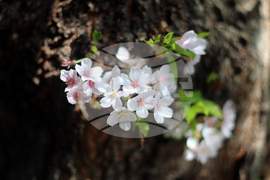 Washington Cherry Blossoms