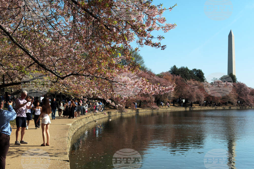 Washington Cherry Blossoms