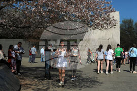 Washington Cherry Blossoms