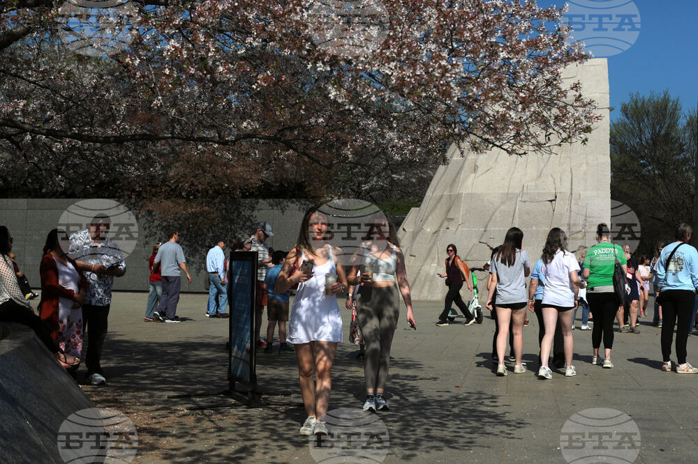 Washington Cherry Blossoms
