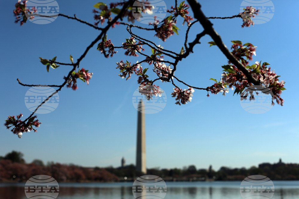Washington Cherry Blossoms