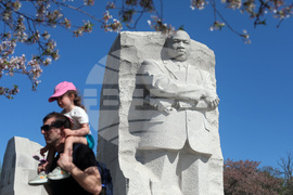 Washington Cherry Blossoms