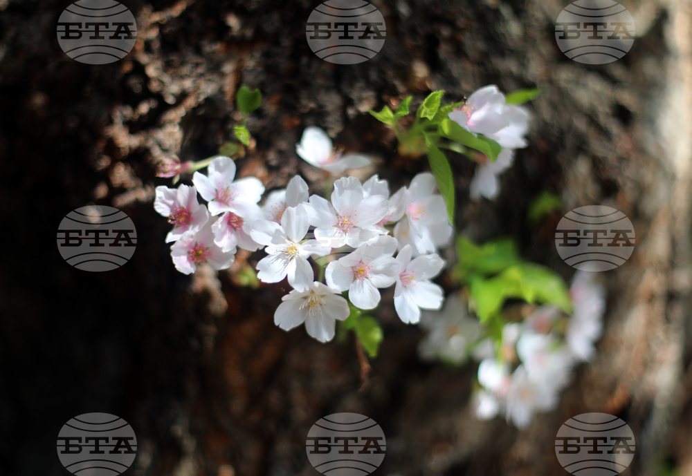 Washington Cherry Blossoms
