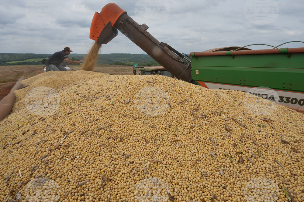 Brazil Soybean Harvest