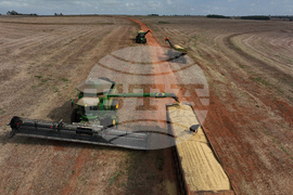 Brazil Soybean Harvest