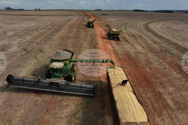 Brazil Soybeans