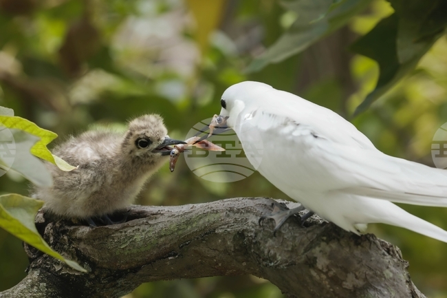 Hawaii Urban Seabird