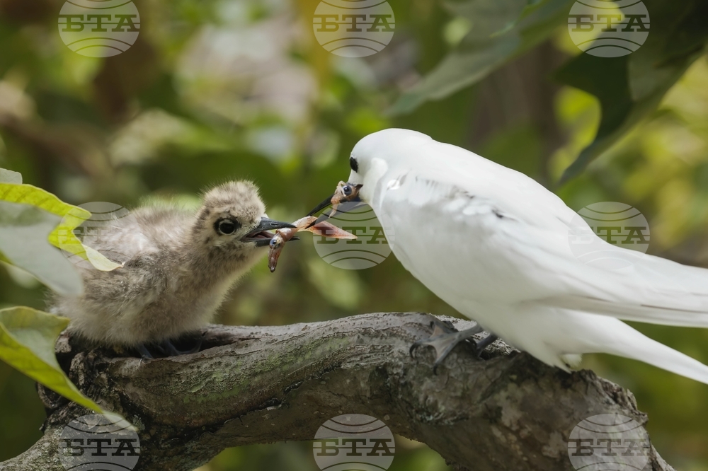 Hawaii Urban Seabird