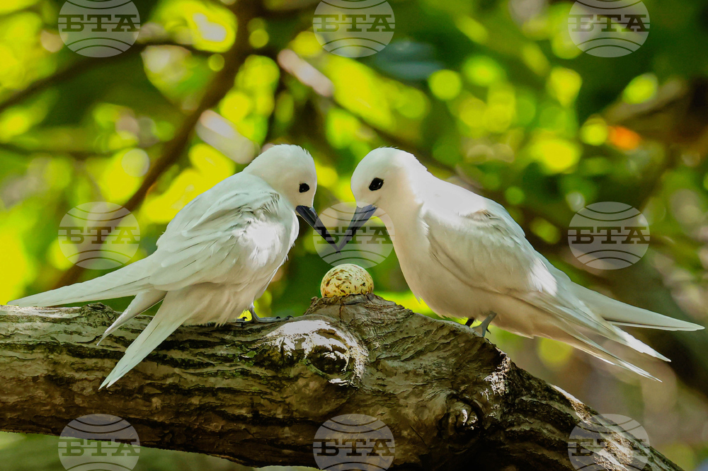 Hawaii Urban Seabird