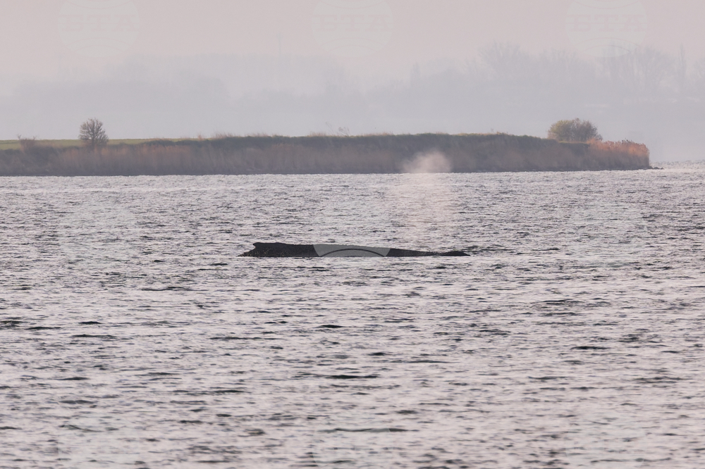 Germany Whale Rescue