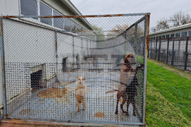 Село Могила - приют за безстопанствени животни - дарение