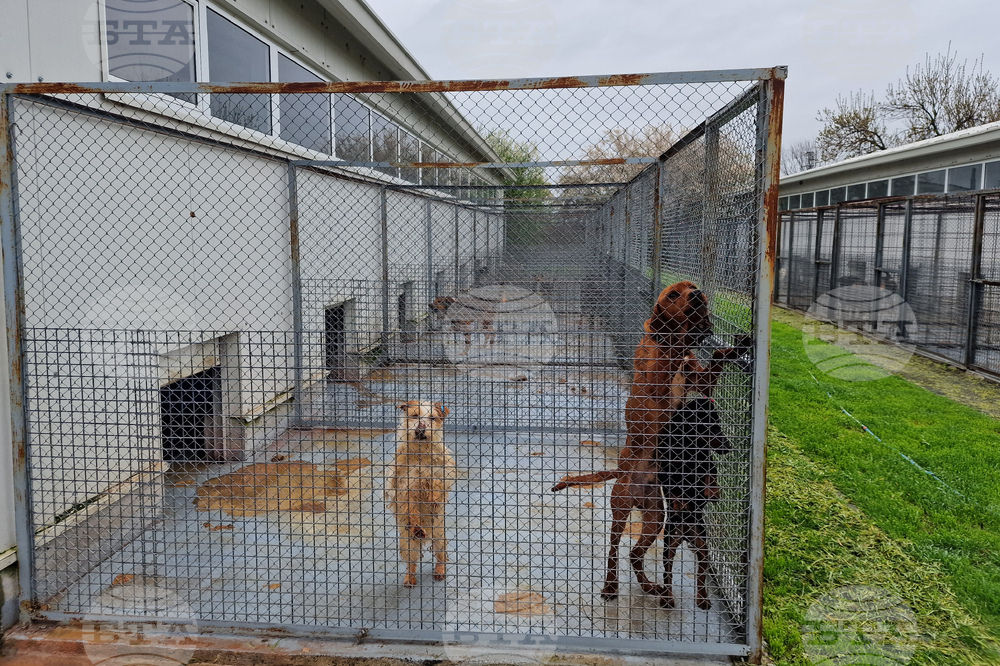 Село Могила - приют за безстопанствени животни - дарение