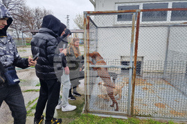 Село Могила - приют за безстопанствени животни - дарение