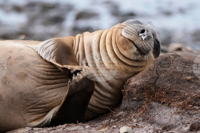 APTOPIX Falkland Islands