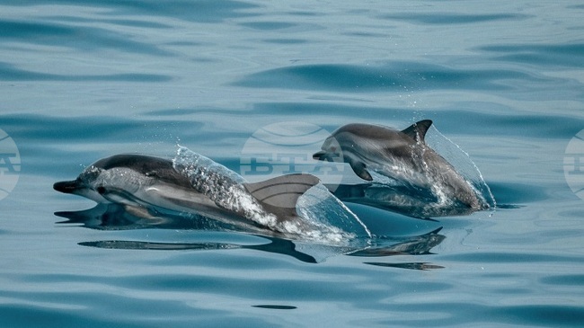 Cabinet Approves Agreement on Sustainable Use of Marine Biodiversity within UN Law of the Sea Convention