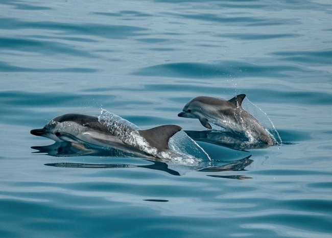 Cabinet Approves Agreement on Sustainable Use of Marine Biodiversity within UN Law of the Sea Convention