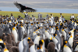 Falkland Islands