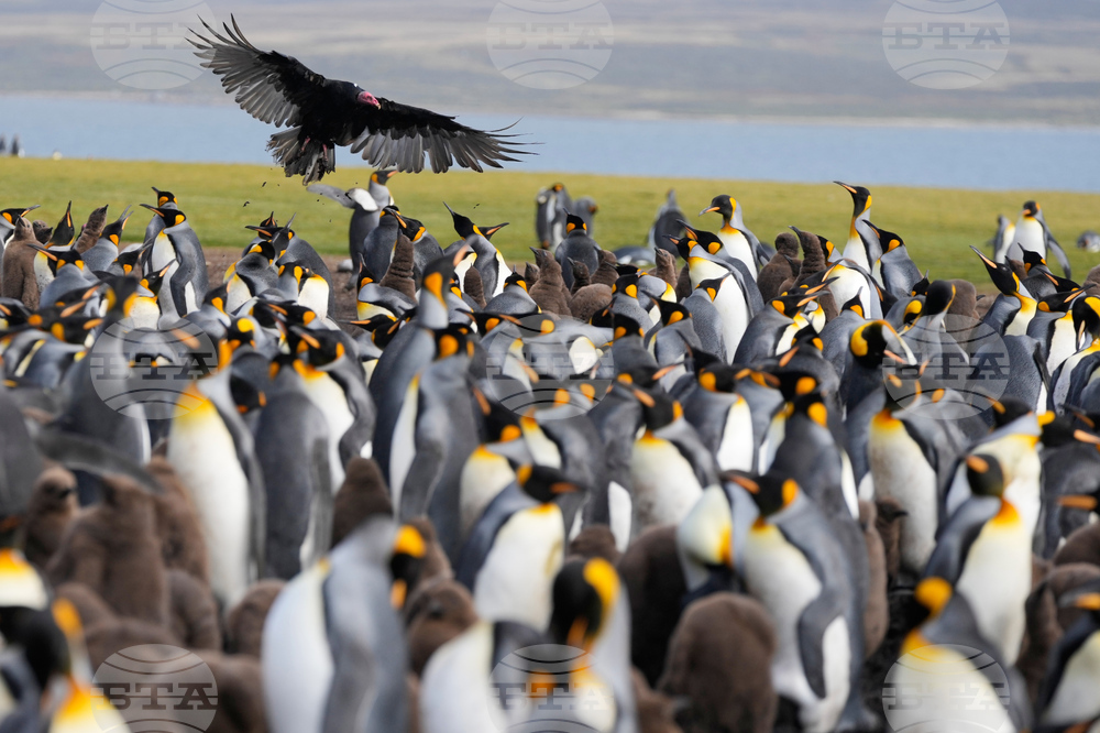 Falkland Islands
