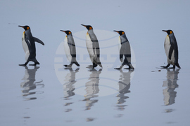 APTOPIX Falkland Islands