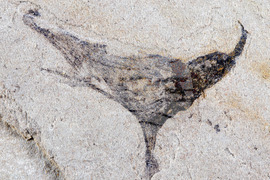 Science Earliest Animals