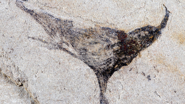 Открити в Китай фосили изместват еволюцията с милиони години по-рано