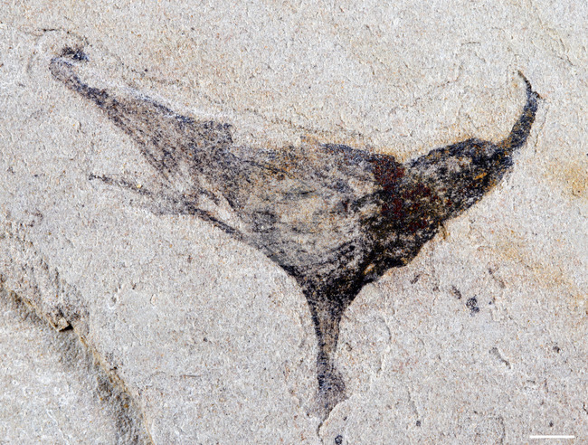 Science Earliest Animals