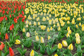 Варна - Морска градина - пролет