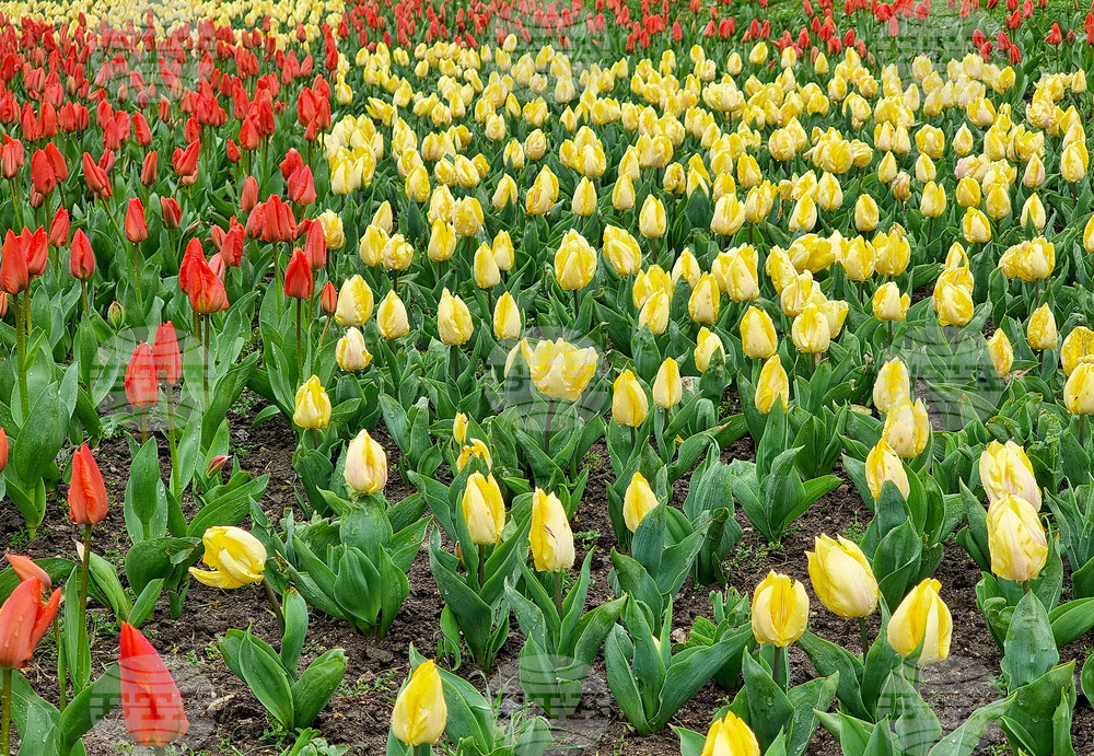 Варна - Морска градина - пролет