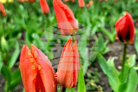 Варна - Морска градина - пролет