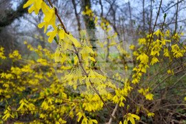 Варна - Морска градина - пролет