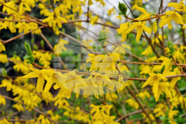 Варна - Морска градина - пролет