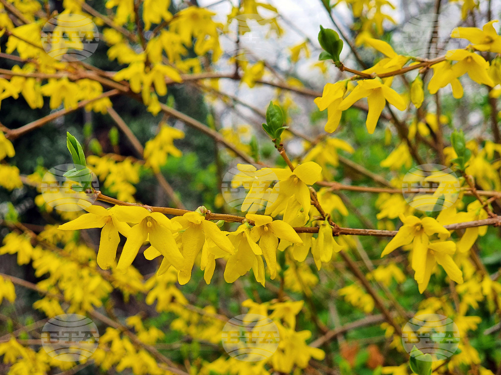 Варна - Морска градина - пролет