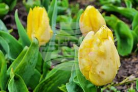 Варна - Морска градина - пролет