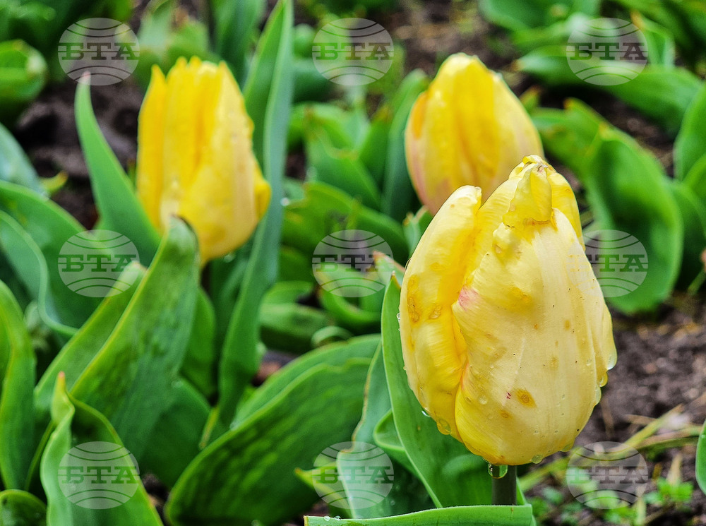 Варна - Морска градина - пролет