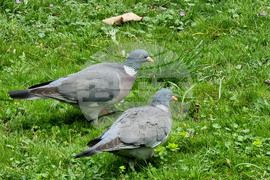 Варна - Морска градина - пролет