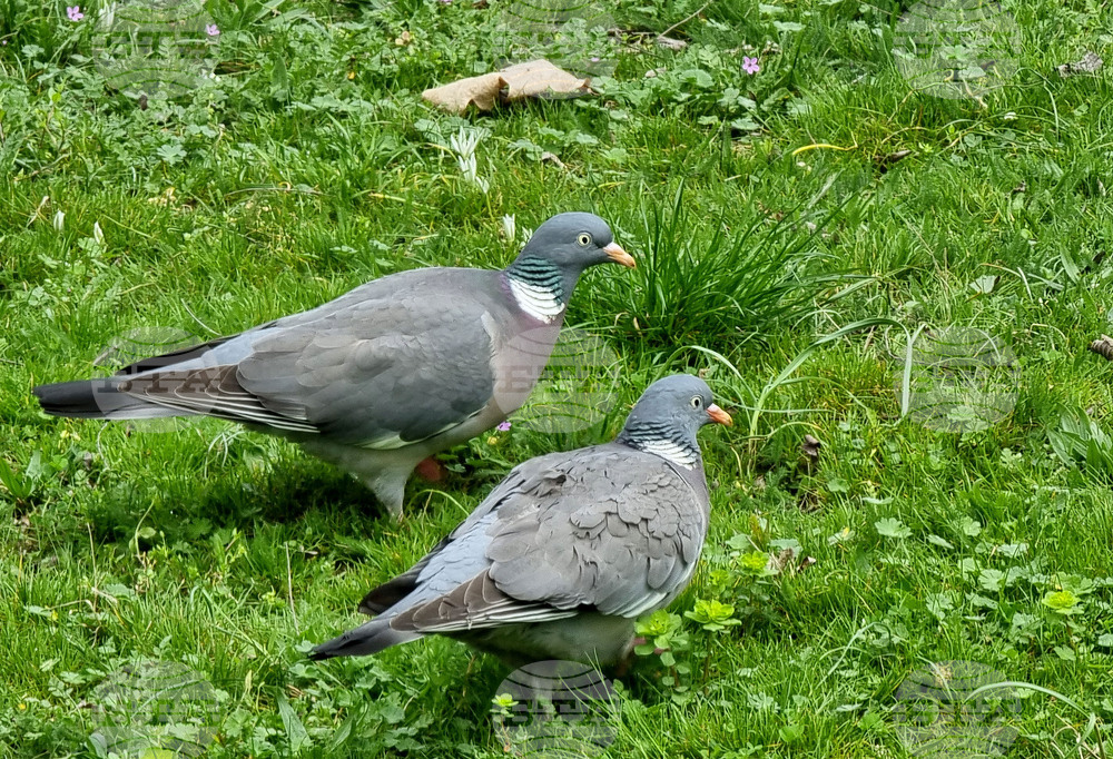 Варна - Морска градина - пролет
