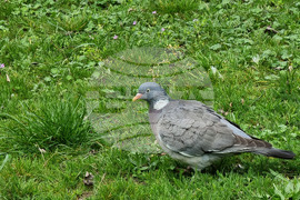 Варна - Морска градина - пролет