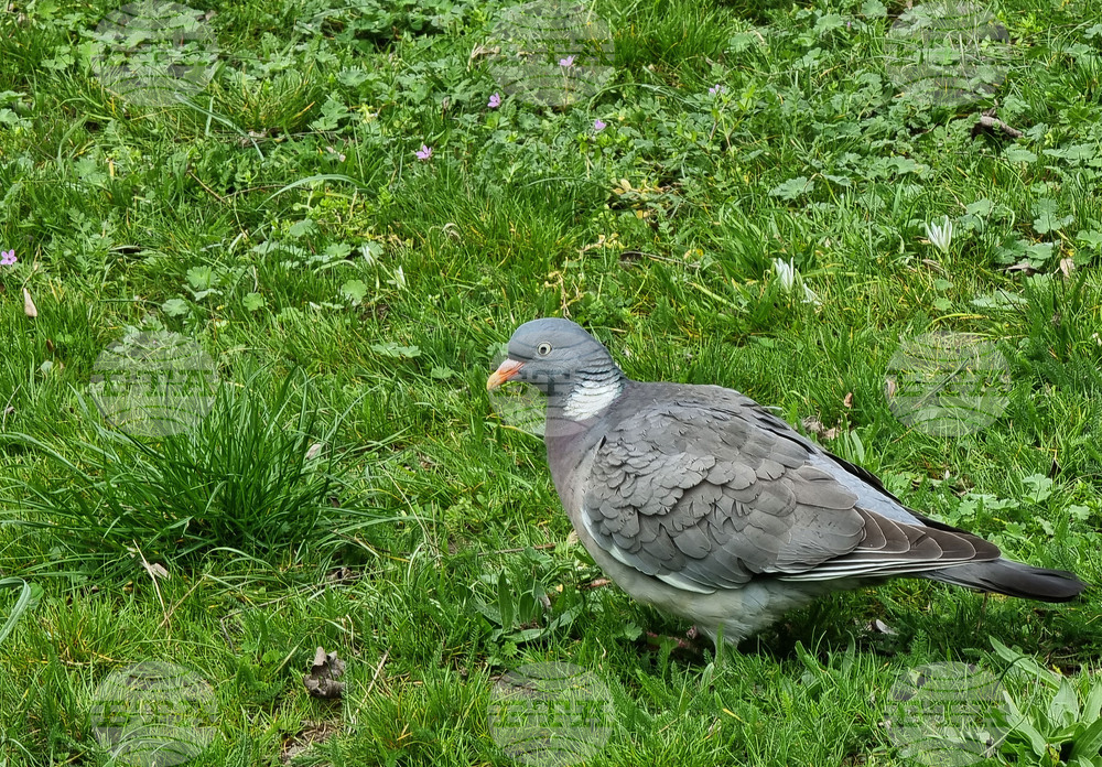 Варна - Морска градина - пролет