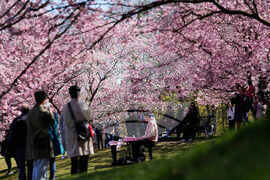 Germany Cherry Blossoms