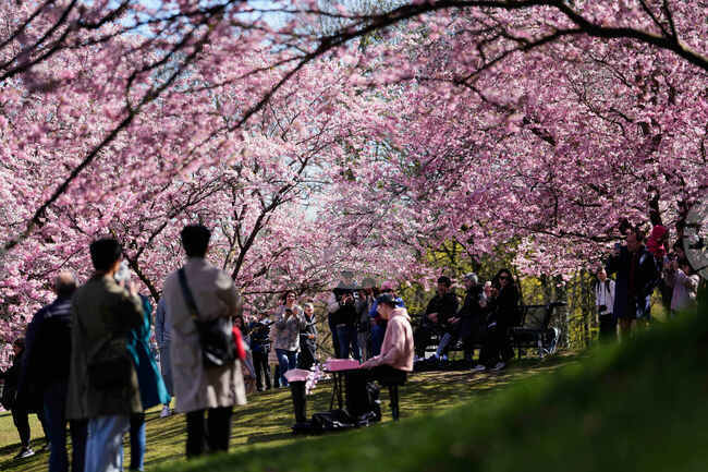 Germany Cherry Blossoms