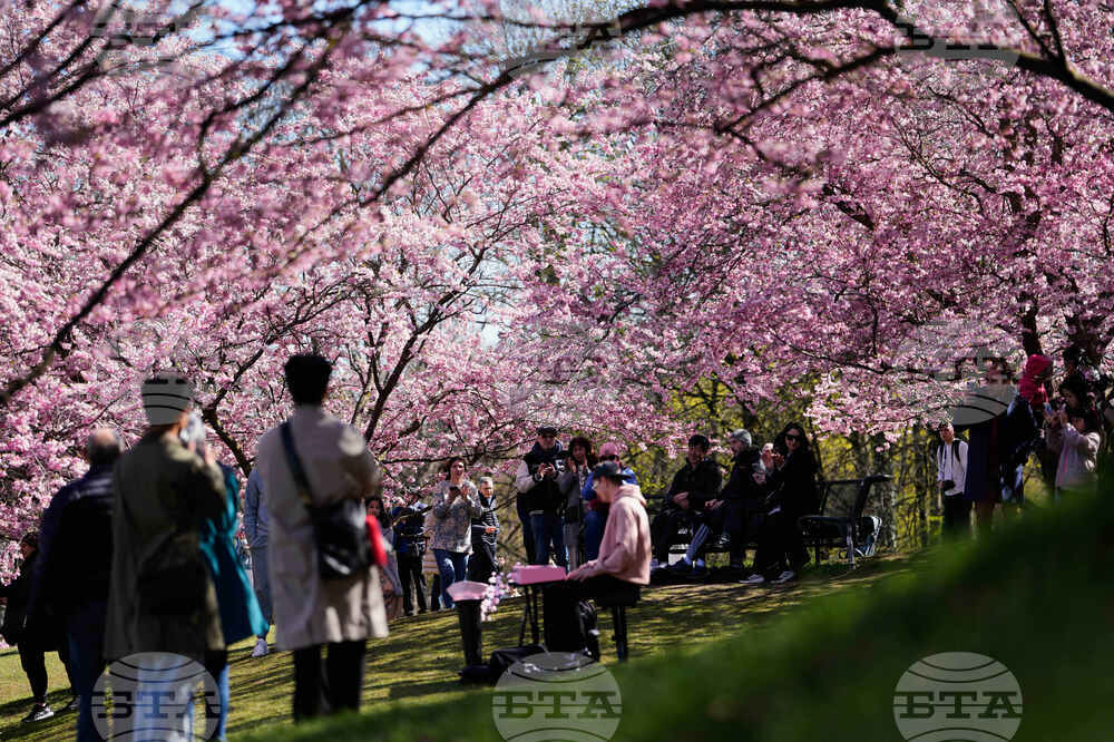 Germany Cherry Blossoms