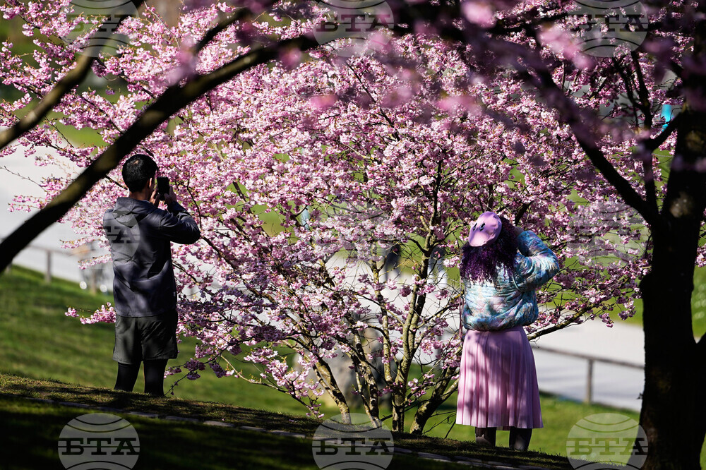 Germany Cherry Blossoms