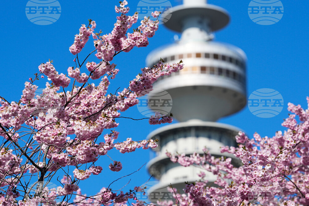 Germany Cherry Blossoms